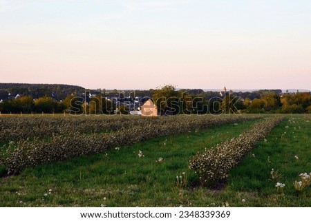 A small private agricultural field with rows of buckwheat bushes in perspective. Behind it are the houses of a small settlement and farms