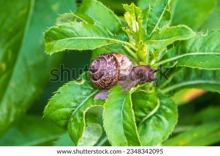 Copse snail gliding on the plant in the garden. Macro, close-up. Copse snail, Arianta arbustorum, is a medium-sized species of land snail. Copse snail is a common pest in agriculture and horticulture. Royalty-Free Stock Photo #2348342095