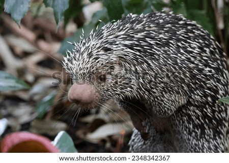 Brazilian porcupine searching for food on ground, Coendou prehensilis