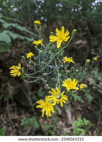 Hieracium laevigatum, or smooth hawkweed. The flower in the picture was spotted at East Rock Park in New Haven, CT, in August. 