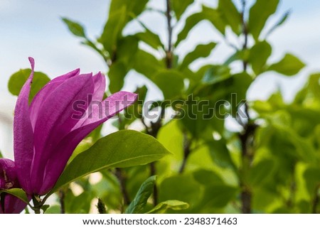 Blooming magnolia. Flower close-up. Greening the urban environment. Background with selective focus and copy space
