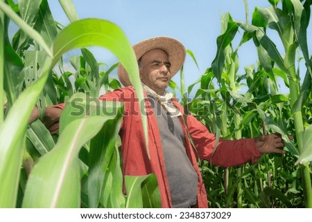 Rooted in Agriculture: Latino Farmer's Portrait in His Maize Field Royalty-Free Stock Photo #2348373029