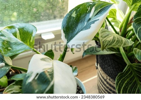 Close up of leaves philodendron white princess in the pot at home. Indoor gardening. Hobby. Green houseplants. Modern room decor, interior. Lifestyle, Still life with plants	 Royalty-Free Stock Photo #2348380569