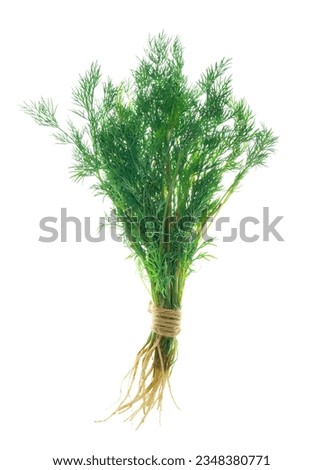 A bunch of green fresh dill. Isolated without shadow on white. A vegetarian food ingredient.herbs for cooking. Fresh dill. Green dill texture. Bunch of dill. Seasoning. Spice for different dishes Royalty-Free Stock Photo #2348380771