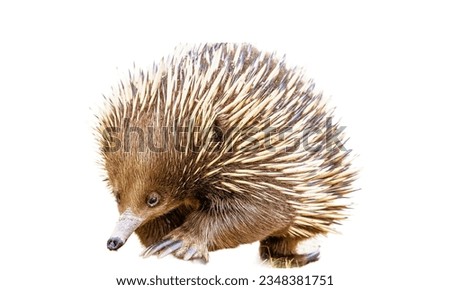 The porcupine is a fascinating animal known for its spiky quills that cover its body, serving as a defense mechanism against predators. These quills can be raised when the porcupine feels threatened, 