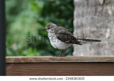 Profile of a fluffy mockingbird