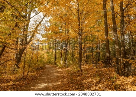 A tranquil path lined with trees ablaze in autumn's brilliance