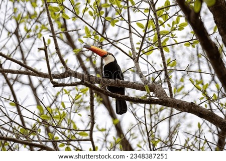 adult toco toucan of the species Ramphastos toco