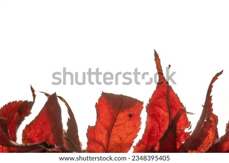White Background Photo of Autumn Leaves