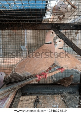 Thursday 17 August 2023. Some turtledoves in a cage.