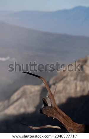 A tree branch standing so close to edge of a mountain top, the main point of a picture 