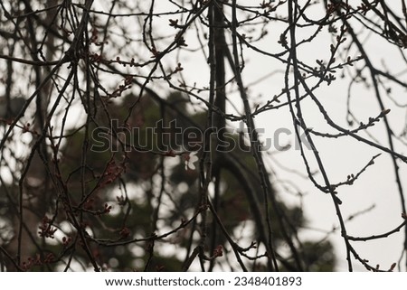 The only flower resisting on the branches