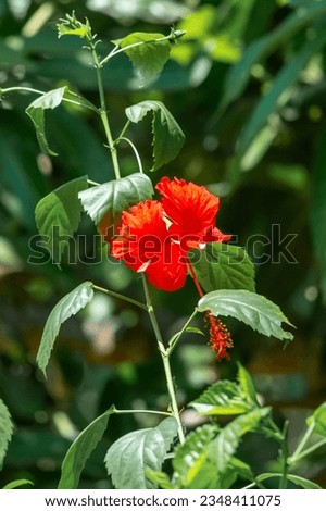Hibiscus flower at Kerala, South india