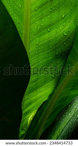 Blurry abstract wallpaper of leaves with dew drop