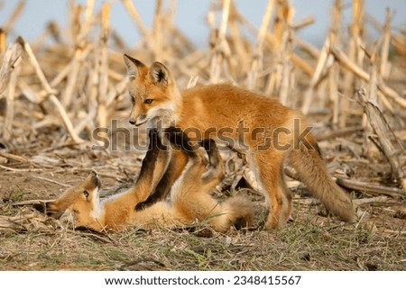 Two playful baby foxes wrestling near a corn field.