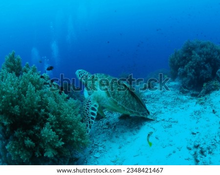 Sea turtle swimming in Philippines