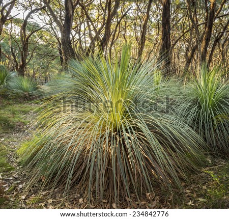 Australian landscape of grass trees in South Australia's Deep Creek Conservation Park