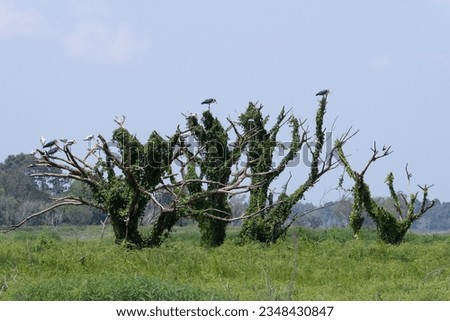 Many birds perched on a dry tree.