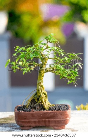 beautifully flowering water jasmine bonsai with a formal bonsai style and a beatiful pot this image is perfect for background or wallpapper