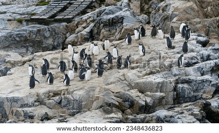 Colony of Gentoo penguins nesting on a rock. Antarctic Peninsula. High quality photo