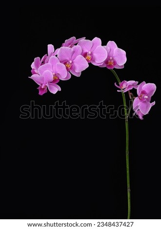 pink branch orchid with stem closeup on black background Royalty-Free Stock Photo #2348437427