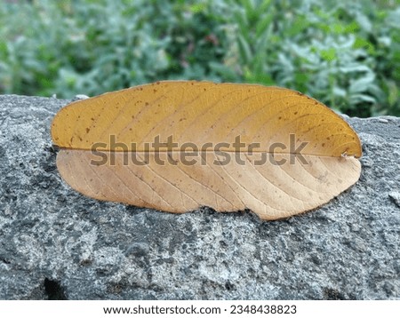 A Leaf surface with yellow colour Royalty-Free Stock Photo #2348438823