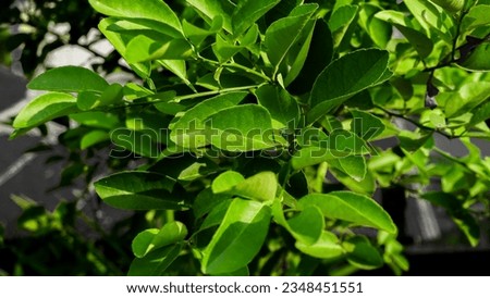 Green leaves and Nature background 
