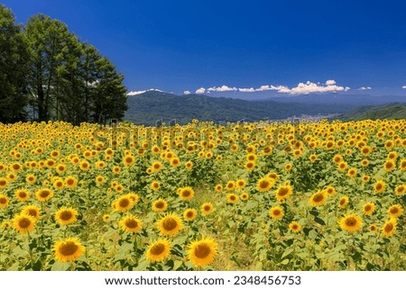 This is a sunflower field of Izumino in Nagano prefecture, Japan.
This field is located near Tateshina highland, and that (the highland) is well known as a tourist destination in this prefecture.