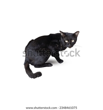 Stray black cat (squat) isolated on white background