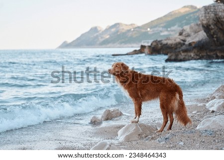 the dog is standing by the sea. Nova Scotia duck tolling retriever at blue water Royalty-Free Stock Photo #2348464343