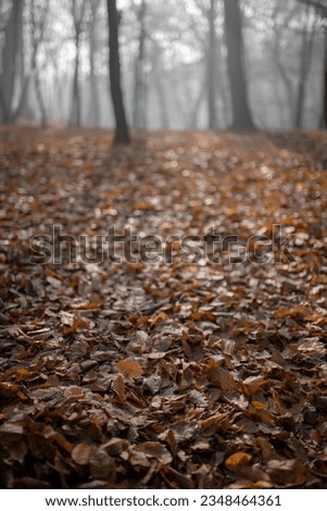 Brown falls leaves of trees and branches in misty and foggy forest at autumn season. Mysterious spooky haunted woods atmosphere in woodlands countryside park at all hallows eve