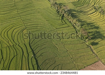Aerial view of lush green paddy field. Rice field in Indonesia. 