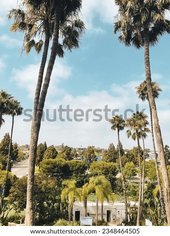Santa Ana, California. Palm tree skyline, early afternoon. 