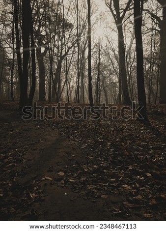 Brown falls leaves of trees and branches in misty and foggy forest at autumn season. Mysterious spooky haunted woods atmosphere in woodlands countryside park at all hallows eve