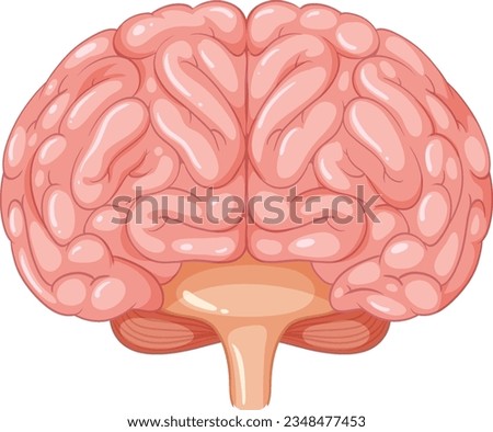 Colorful vector cartoon depicting the anatomy of the human brain