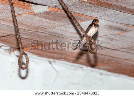 Barn Swallow perched inside a house. Hirundo rustica.