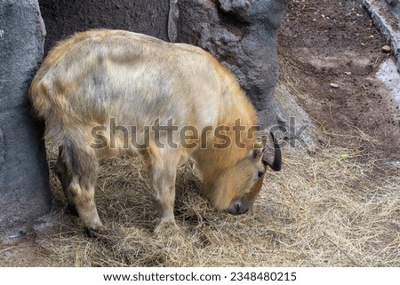 Photo mishmi takin. A lone mishmi takin eats hay. Wild animal mishmi takin. Wildlife world. Wild animals in nature