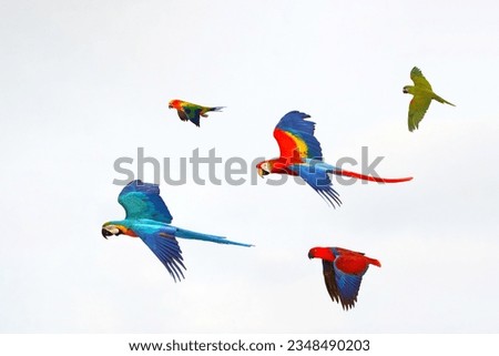 Colorful of Parrots flying in the sky. Free flying bird Royalty-Free Stock Photo #2348490203