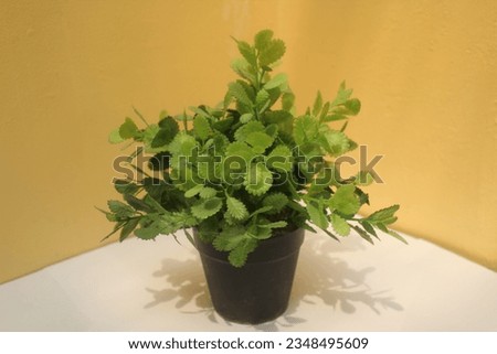 Mini plants for decoration that are green in color for very beautiful home decorations.