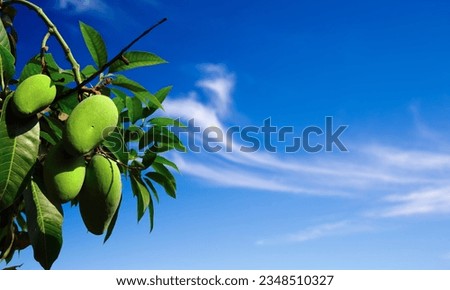 Ripe bunch of mango with blur leaf background tropical fruit hanging with rustic sunset at organic farm