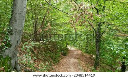 A walk through the summer forest