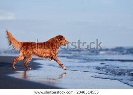 red dog runs along the beach. Nova Scotia duck tolling retriever on sea