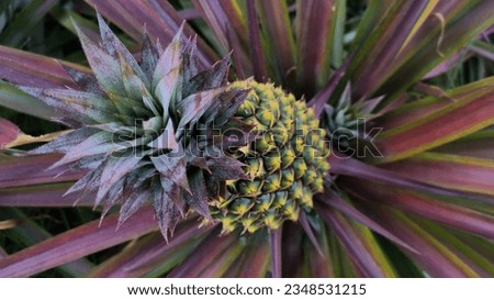 Overlooking the pineapple head, green and pink purple, yellow and orange alternate, like extremely polygonal brooches.