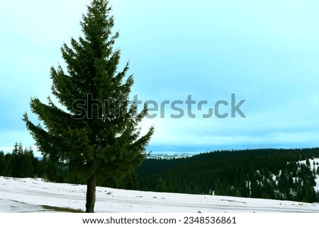 Pictures featuring cut forest trees, broken trunks, with a cloud of clouds and snow, adding a touch of white magic to the dull scene