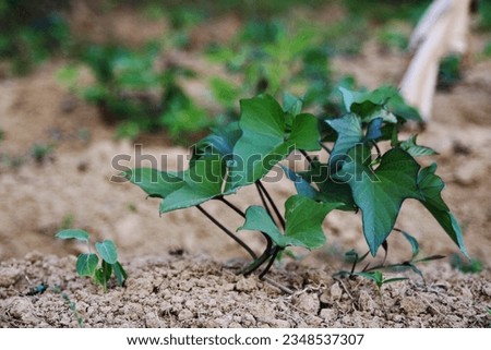 cassava trees planted in the fields