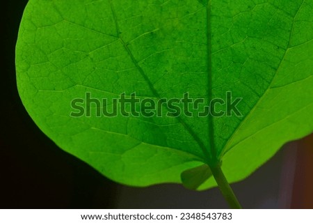 Abstract close up of backlit green leaf of vine creeper, India.