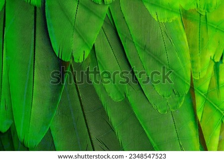a photography of a close up of a green bird's feathers, macaw feathers are green and yellow with a black background.
