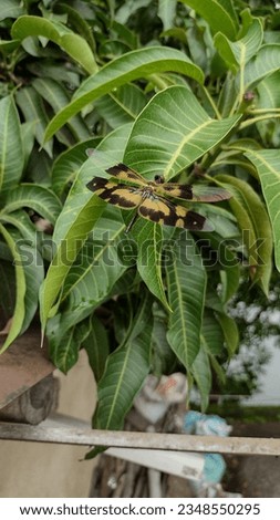 A dragon fly is sitting on the green leaves of a branch of mango tree.It's scientific name is Rhyothemis Variegata,also known as tiger dragon fly.This fly has bright yeallow and black stripped wings