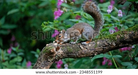 Grey squirrel foraging in the woods