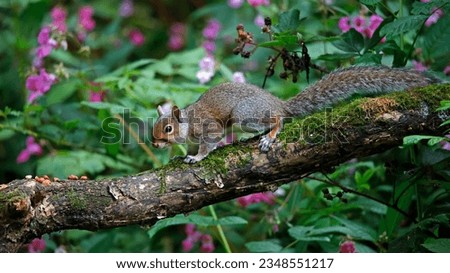 Grey squirrel foraging in the woods